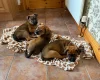 Mixed Breed
