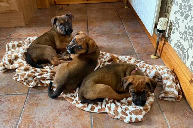 Mixed Breed