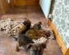 Mixed Breed