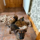 Mixed Breed