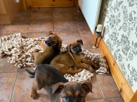 Mixed Breed