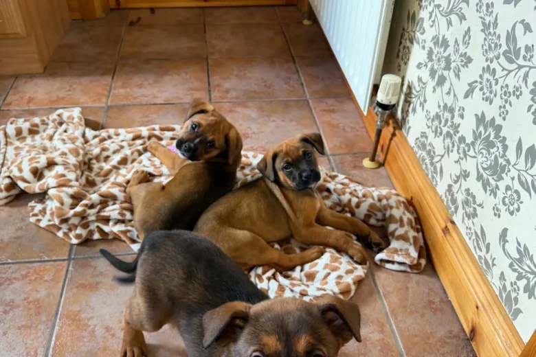 Mixed Breed