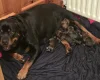 Mixed Breed