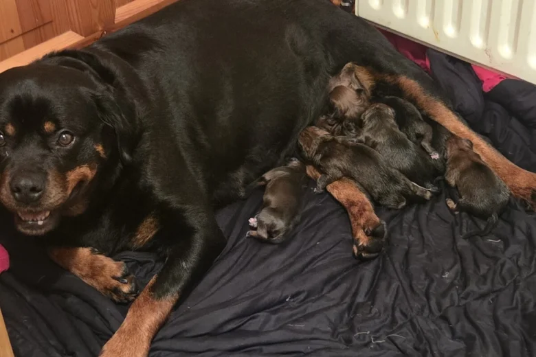 Mixed Breed
