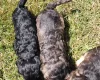 Cockapoo