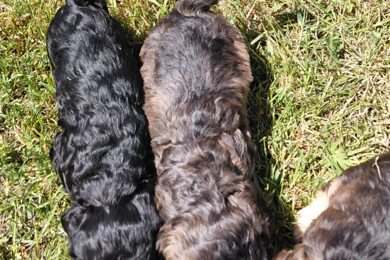 Cockapoo