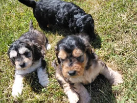 Cockapoo