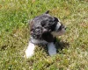 Cockapoo