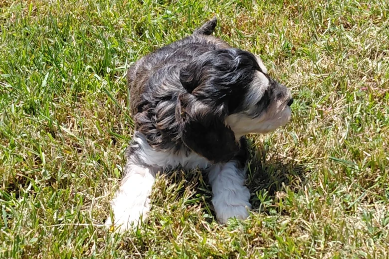 Cockapoo