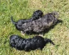 Cockapoo