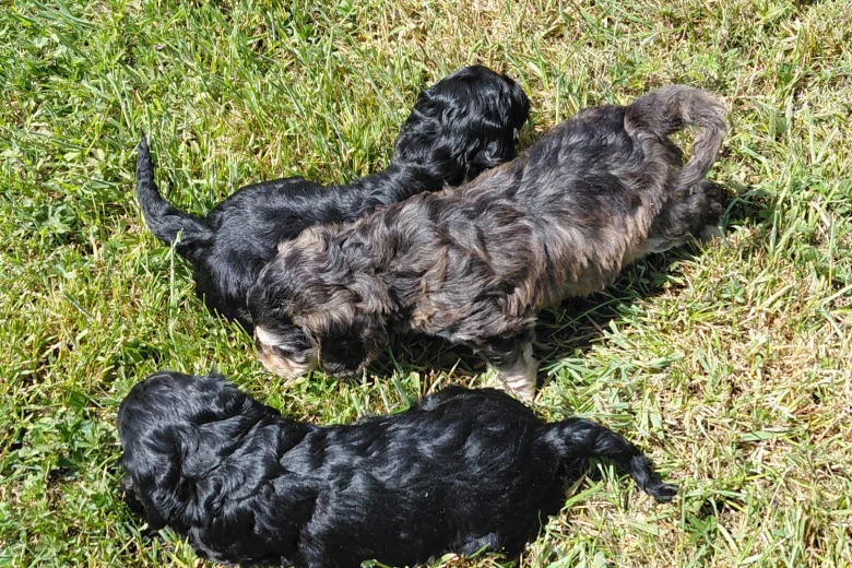 Cockapoo