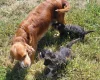 Cockapoo