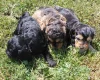 Cockapoo