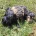 Cockapoo