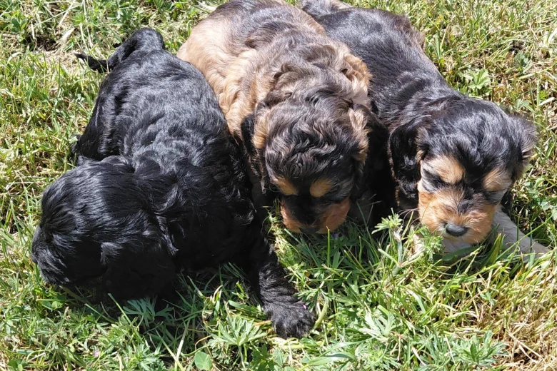 Cockapoo