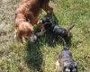 Cockapoo