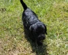 Cockapoo