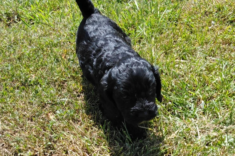 Cockapoo