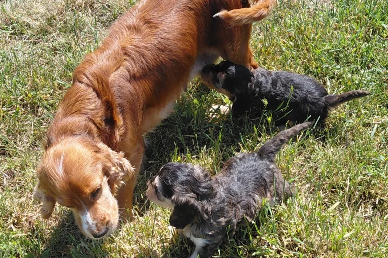 Cockapoo