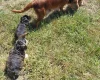 Cockapoo