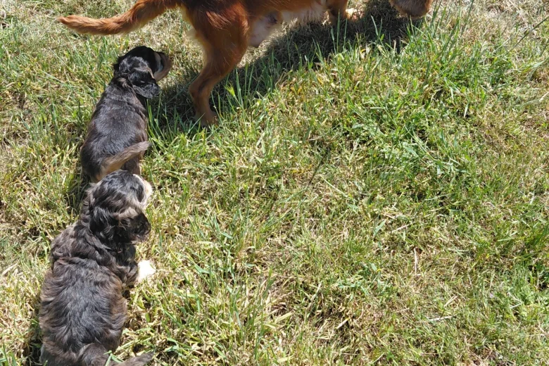Cockapoo