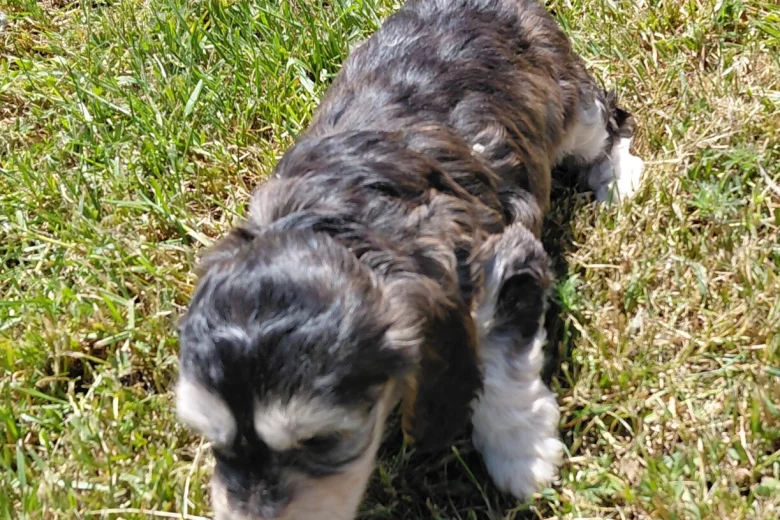 Cockapoo