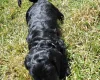 Cockapoo