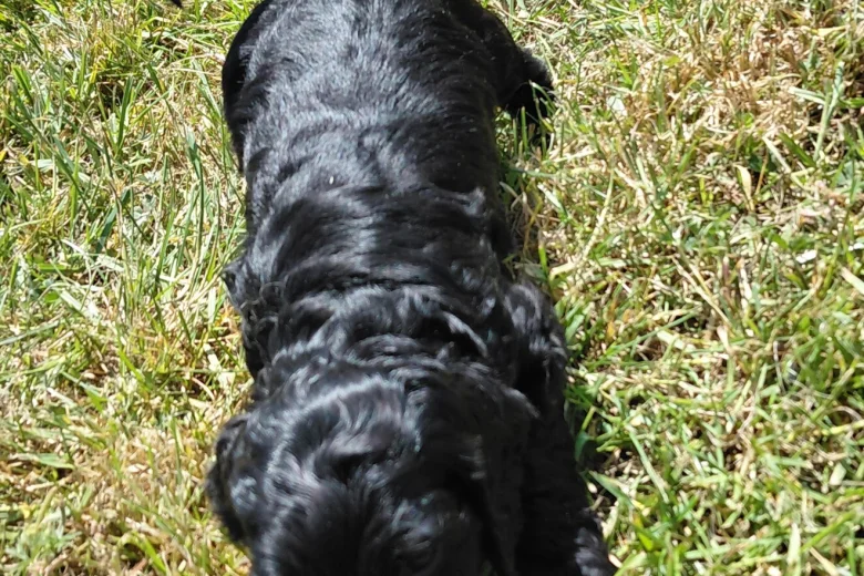 Cockapoo