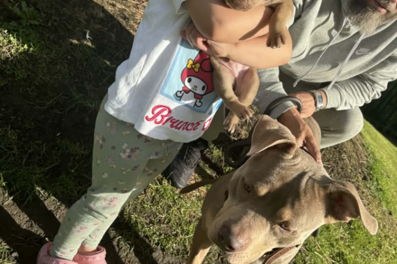 Mixed Breed