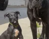 Mixed Breed