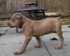 Mixed Breed