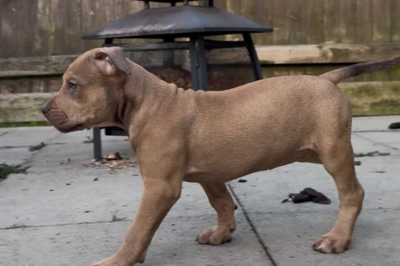 Mixed Breed
