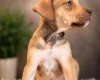 Mixed Breed