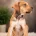 Mixed Breed