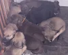Mixed Breed
