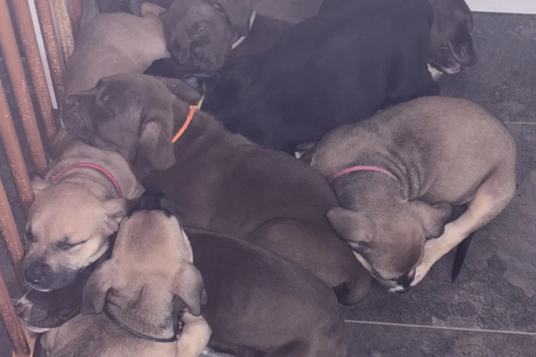 Mixed Breed