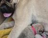 Bullmastiff