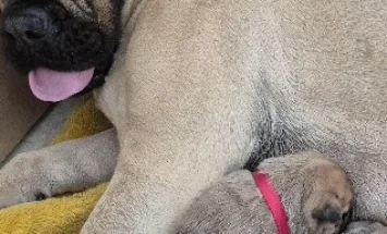 Bullmastiff