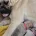 Bullmastiff