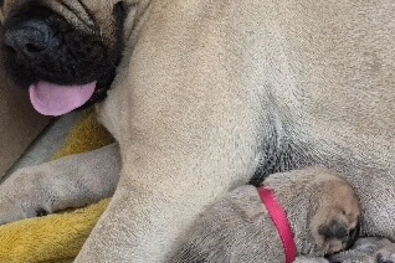 Bullmastiff