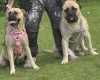 Bullmastiff