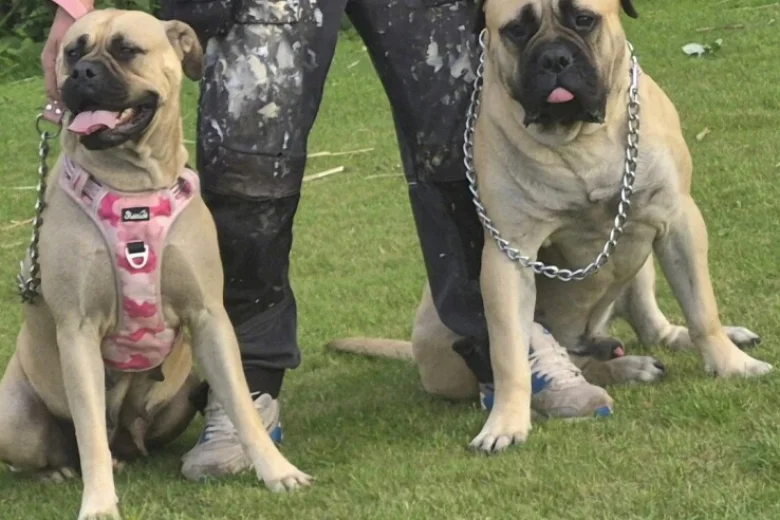 Bullmastiff