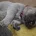 Bullmastiff
