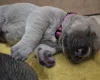 Bullmastiff
