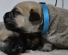 Bullmastiff