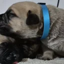 Bullmastiff