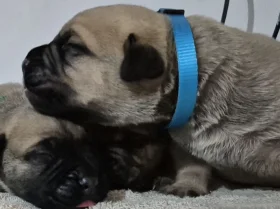 Bullmastiff