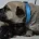 Bullmastiff
