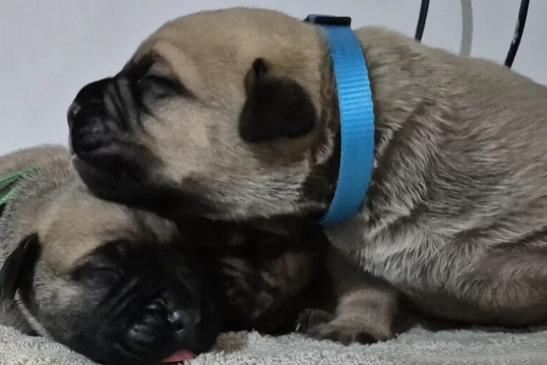 Bullmastiff