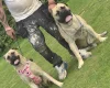 Bullmastiff
